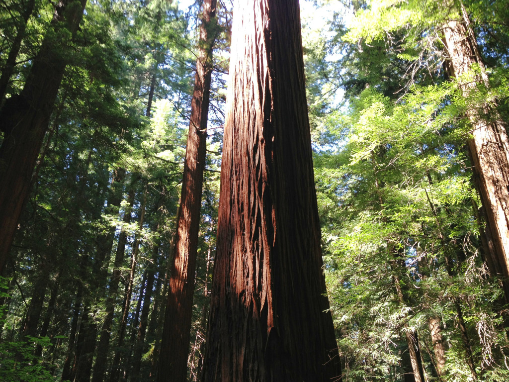 Big Tree Roofing and Inspections