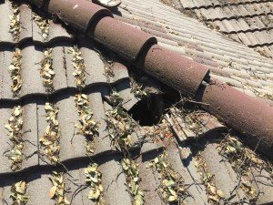 roof repair